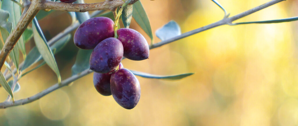 Aceitunas en rama y detalle del fruto para explicar cosecha y rendimiento del aceite