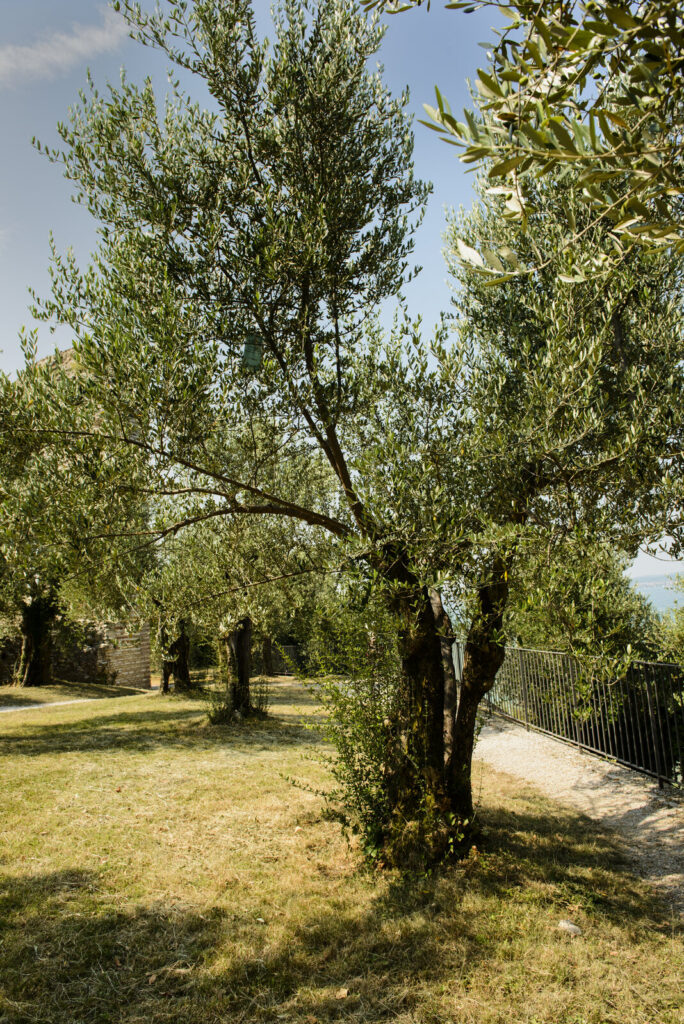 Olivo mediterraneo de olivar para contenidos sobre cultivo y AOVE